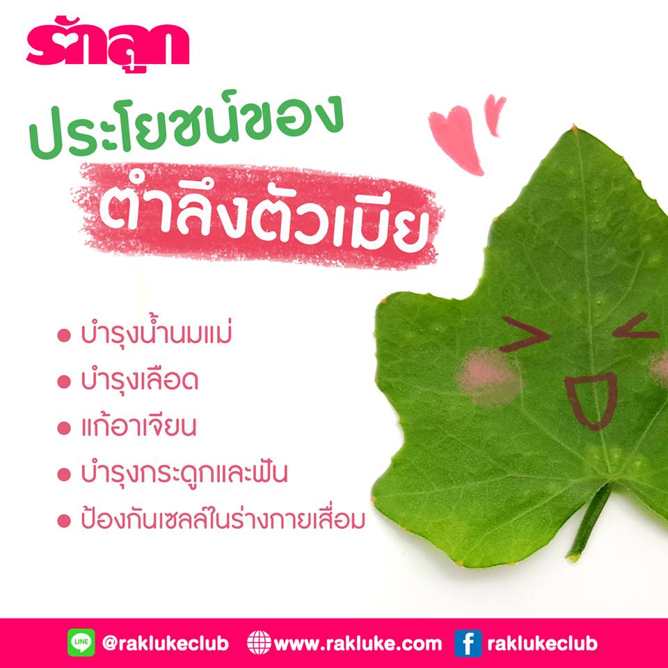 รวมกัน 96+ ภาพพื้นหลัง สรรพคุณในการรักษาโรคของตำลึง สวยมาก