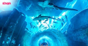 5 พิพิธภัณฑ์สัตว์น้ำสุดเจ๋ง พาลูกไปผจญภัยโลกใต้ทะเลลึกกัน