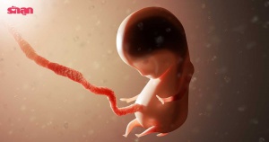(คลิป) พัฒนาการทารกในครรภ์ 40 สัปดาห์ ลูกในท้องโตยังไง มาส่องท้องแม่กัน