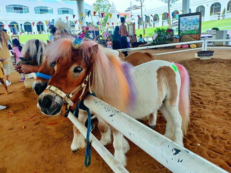 ฟาร์มม้าแคระ-Pipo Pony Club-ที่ท่องเที่ยวสำหรับเด็ก-สถานที่ท่องเที่ยว-ขี่ม้า