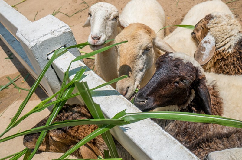 ที่เที่ยวสำหรับเด็ก-แหล่งเรียนรู้สำหรับเด็ก-สถานที่ท่องเที่ยว-ฟาร์มแกะพัทยา-Pattaya Sheep Farm-สวนสัตว์