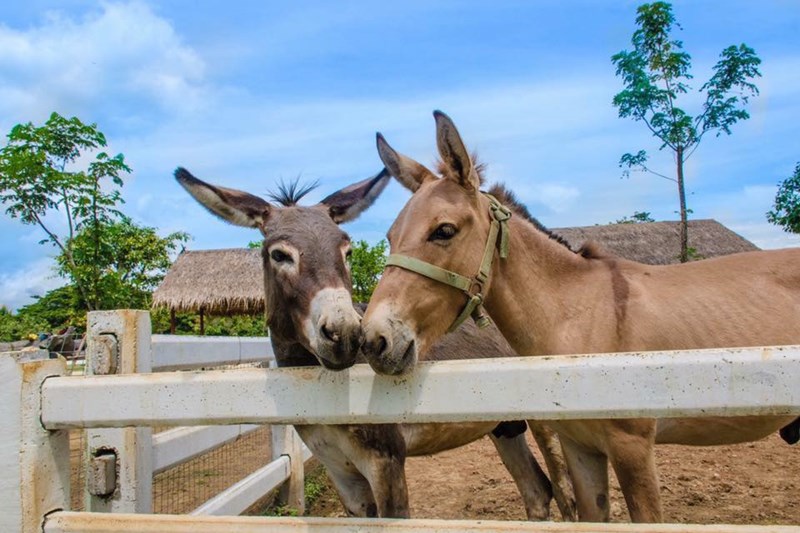 The Hidden Village Chiangmai-ที่เที่ยวเชียงใหม่-ที่เที่ยวสำหรับเด็ก-สถานที่ท่องเที่ยว-ไดโนเสาร์-พาลูกเที่ยว-หมู่บ้านลึกลึบ