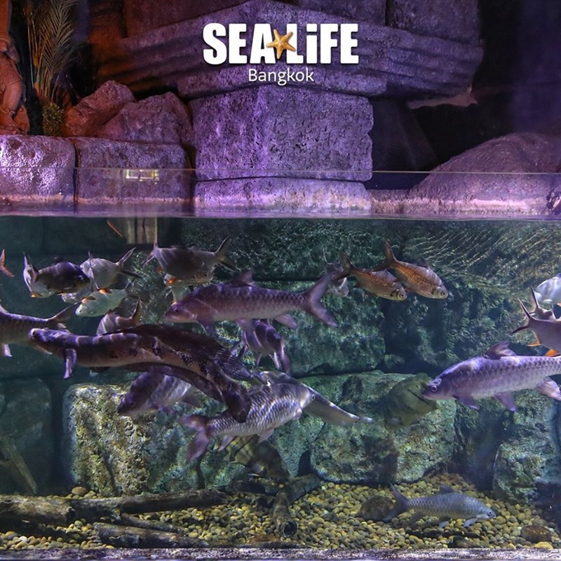 แหล่งเรียนรู้สำหรับเด็ก-ที่เที่ยวสำหรับเด็ก- พิพิธภัณฑ์-พิพิธภัณฑ์สัตว์น้ำ-Aquarium-Sea Life
