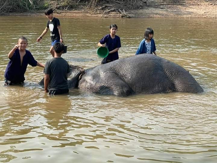 ตั๋วช้าง, สวนสัตว์, โชว์ช้าง, การแสดงช้าง, การแสดงสัตว์ป่า, ศูนย์อนุรักษ์ช้าง, สวนสัตว์เปิดเขาเขียว, ปางช้าง, หมู่บ้านช้าง, นั่งหลังช้าง