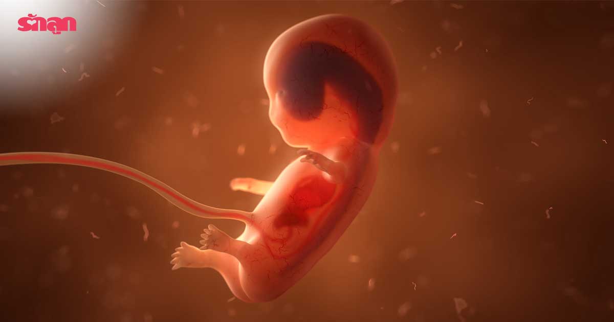 กระดูกทารกในครรภ์-กล้ามเนื้อทารกในครรภ์-พัฒนาการกล้ามเนื้อทารกในครรภ์-พัฒนาการกระดูทารกในครรภ์-พัฒนาการทารกในครรภ์-พัฒนาการทางร่างกายทารก-กระดูกทารก-กล้ามเนื้อทารก