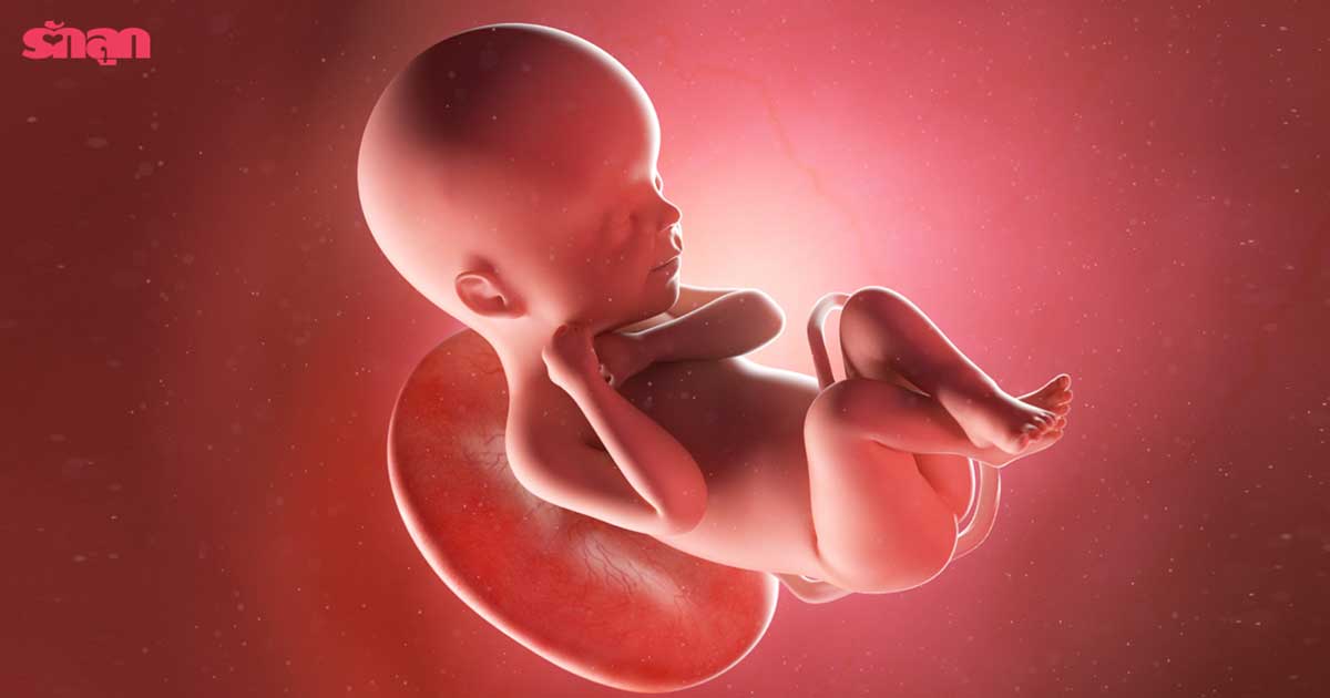 ขนาดตัวทารกในครรภ์-ความยาวตัวทารกในครรภ์-พัฒนาการทารกในครรภ์
