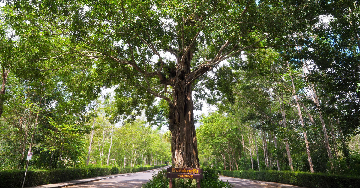 สวนพฤกษศาสตร์-ที่เที่ยวสำหรับครอบครัว-พาลูกเที่ยวสวน-พาลูกเที่ยวไหนดี-พาลูกเที่ยวที่ไหนดี-พาลูกเที่ยว-สวนพฤกษศาสตร์สมเด็จพระนางเจ้าสิริกิติ์-สวนพฤกษศาสตร์ระยอง-สวนพฤกษศาสตร์ภาคกลาง (พุแค)-สวนพฤกษศาสตร์ภาคใต้ (ทุ่งค่าย)-สวนหลวง ร.9-สวนพฤกษศาสตร์ทวีชล-สวนนงนุช