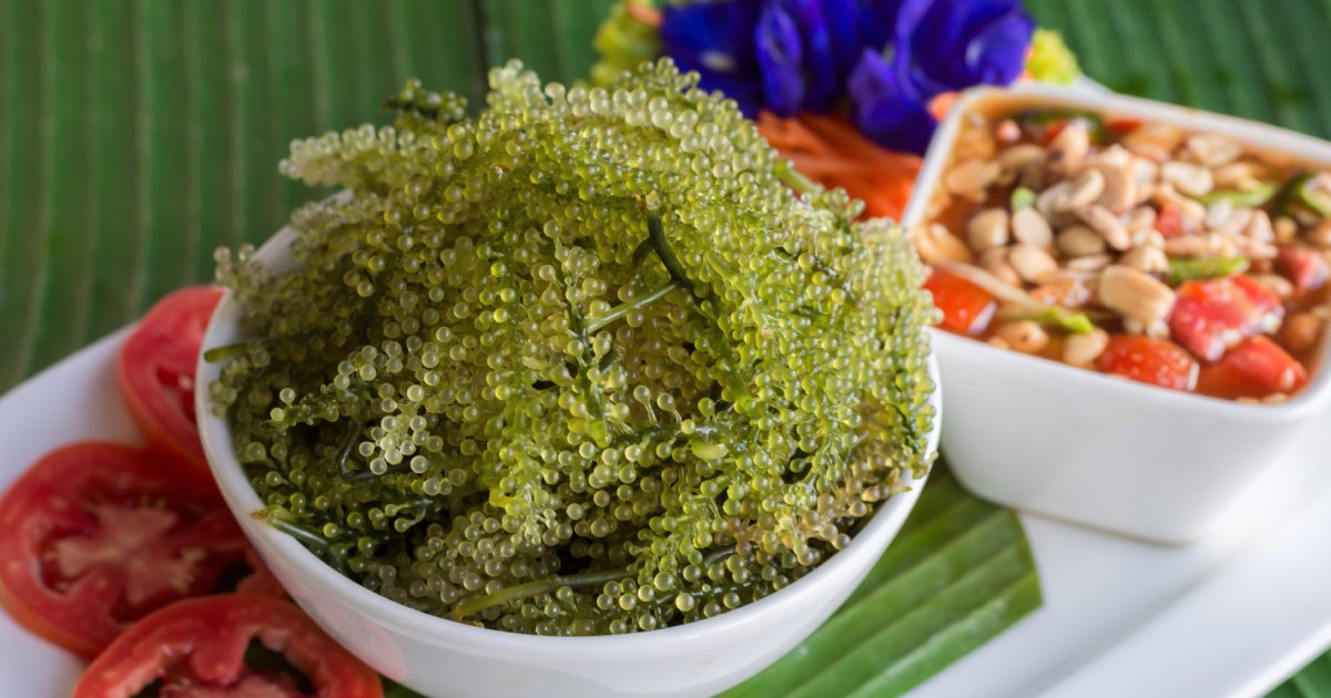 คนท้อง แม่ตั้งครรภ์ สาหร่ายพวงองุ่น, คนท้อง กินสาหร่ายพวงองุ่น ได้ไหม, คนท้อง สาหร่ายพวงองุ่น ประโยชน์, คนท้อง สาหร่ายพวงองุ่น เค็ม โซเดียม, คนท้อง สาหร่ายพวงองุ่น อันตราย, คนท้อง ยำสาหร่ายพวงองุ่น, อาหารคนท้อง, อาหารแก้แพ้ท้อง