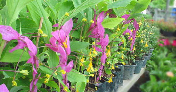 merit thai flowers